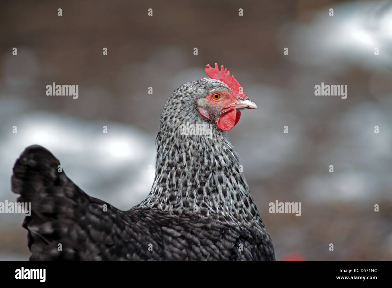 Speckledy hybrid chicken Stock Photo