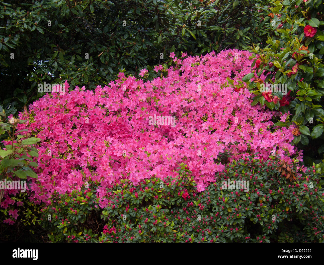 Arboretum azalea belgium gand hi-res stock photography and images - Alamy