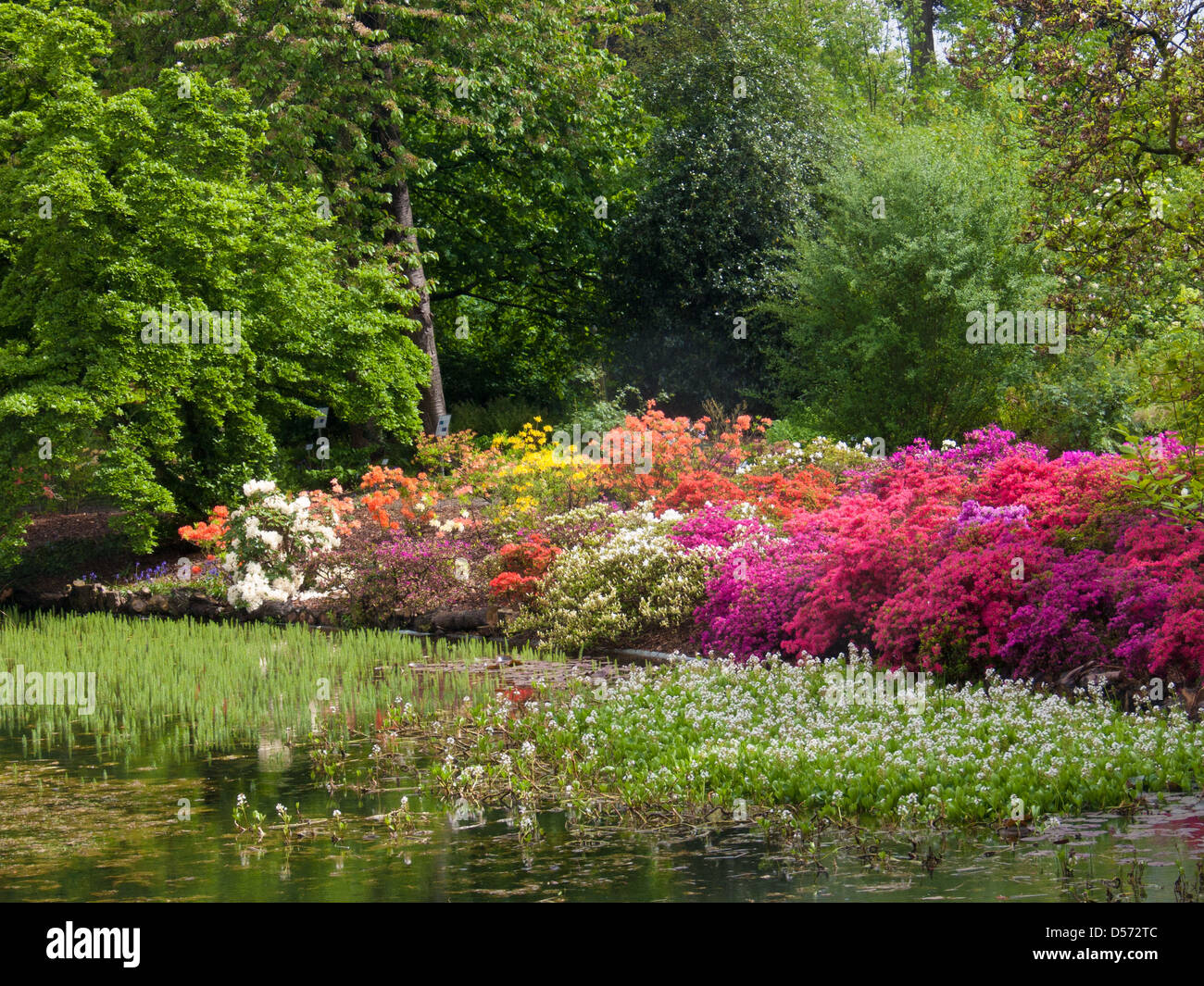 Arboretum azalea belgium gand hi-res stock photography and images - Alamy