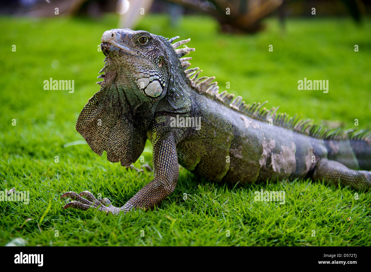 Iguanas in the Parque de las Iguanas, Guayaquil, Equador Stock Photo 54860306 Alamy Iguanas in the Parque de las Iguanas, Guayaquil, Equador Stock Photo 54860306 Alamy