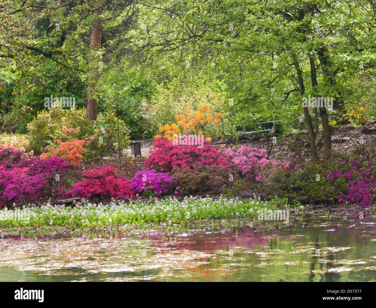 Arboretum azalea belgium gand hi-res stock photography and images - Alamy