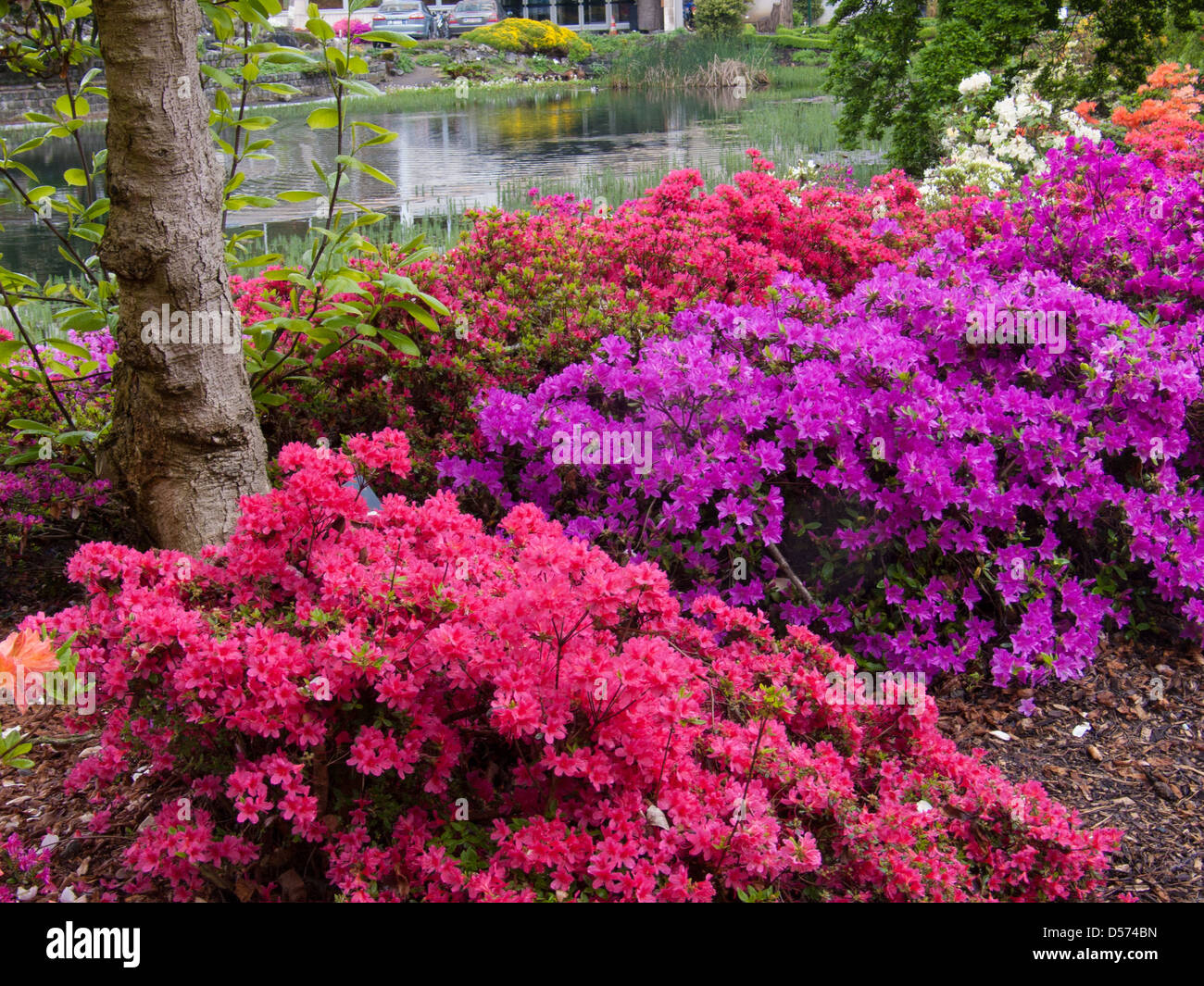 Arboretum azalea belgium gand hi-res stock photography and images - Alamy