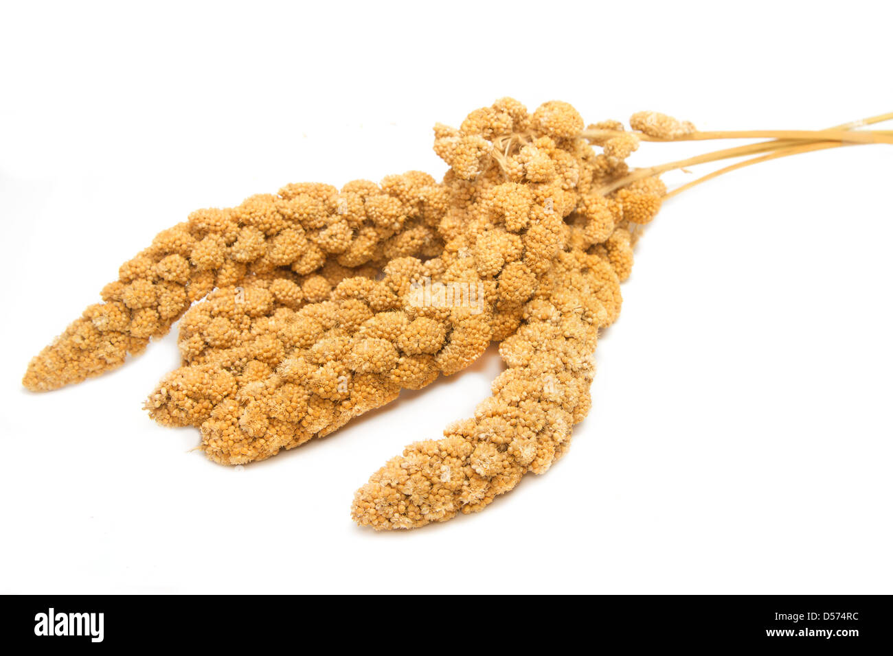 Millet ,bird food on white background Stock Photo