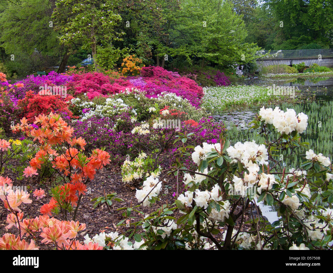 Arboretum azalea belgium gand hi-res stock photography and images - Alamy