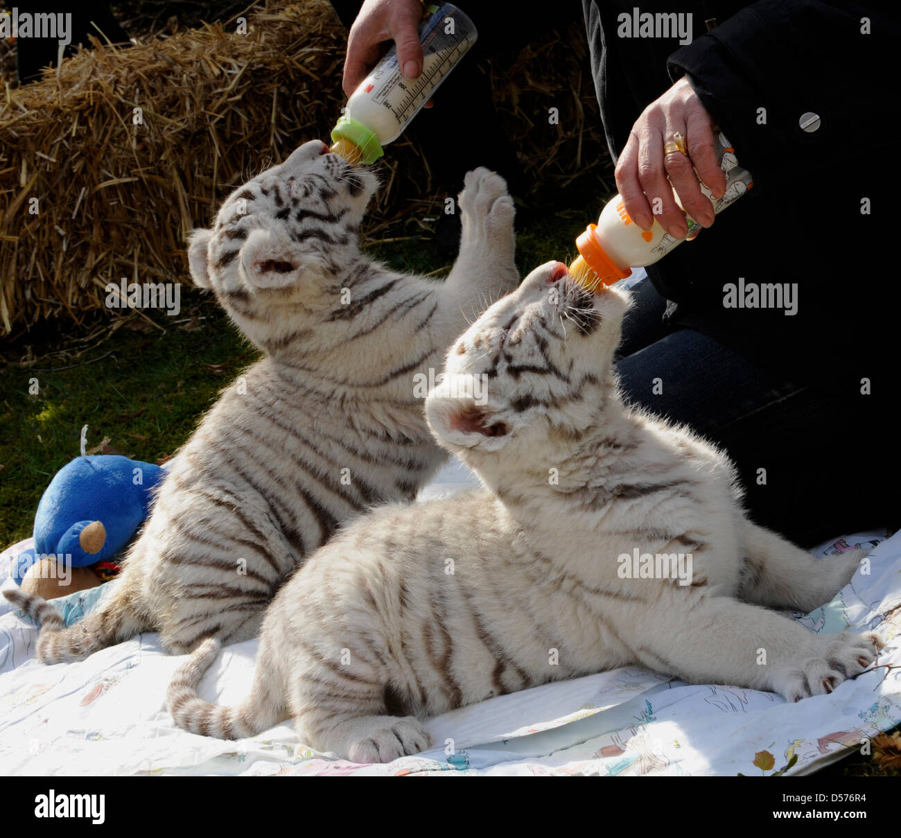 The white tiger cubs 'Rico' (L) and 'Kico' suck at milk bottles during