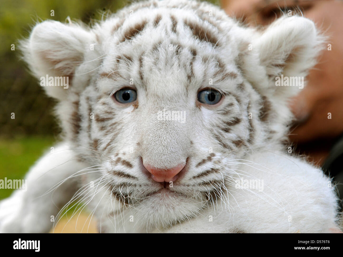 The white tiger cub 'Rico' is presented at the Serengeti Park in