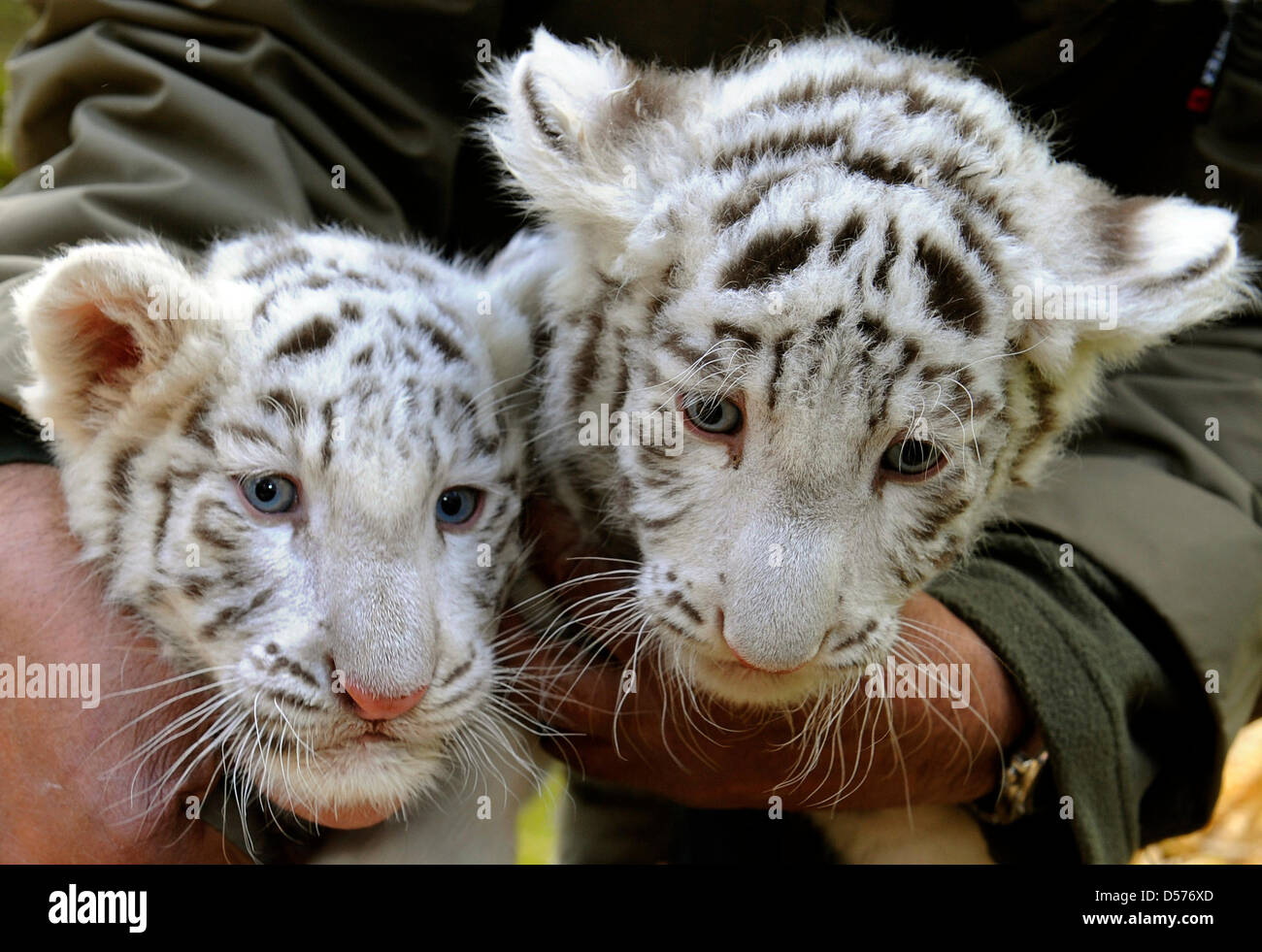 The white tiger cubs 'Rico' (R) and 'Kico' are presented at the