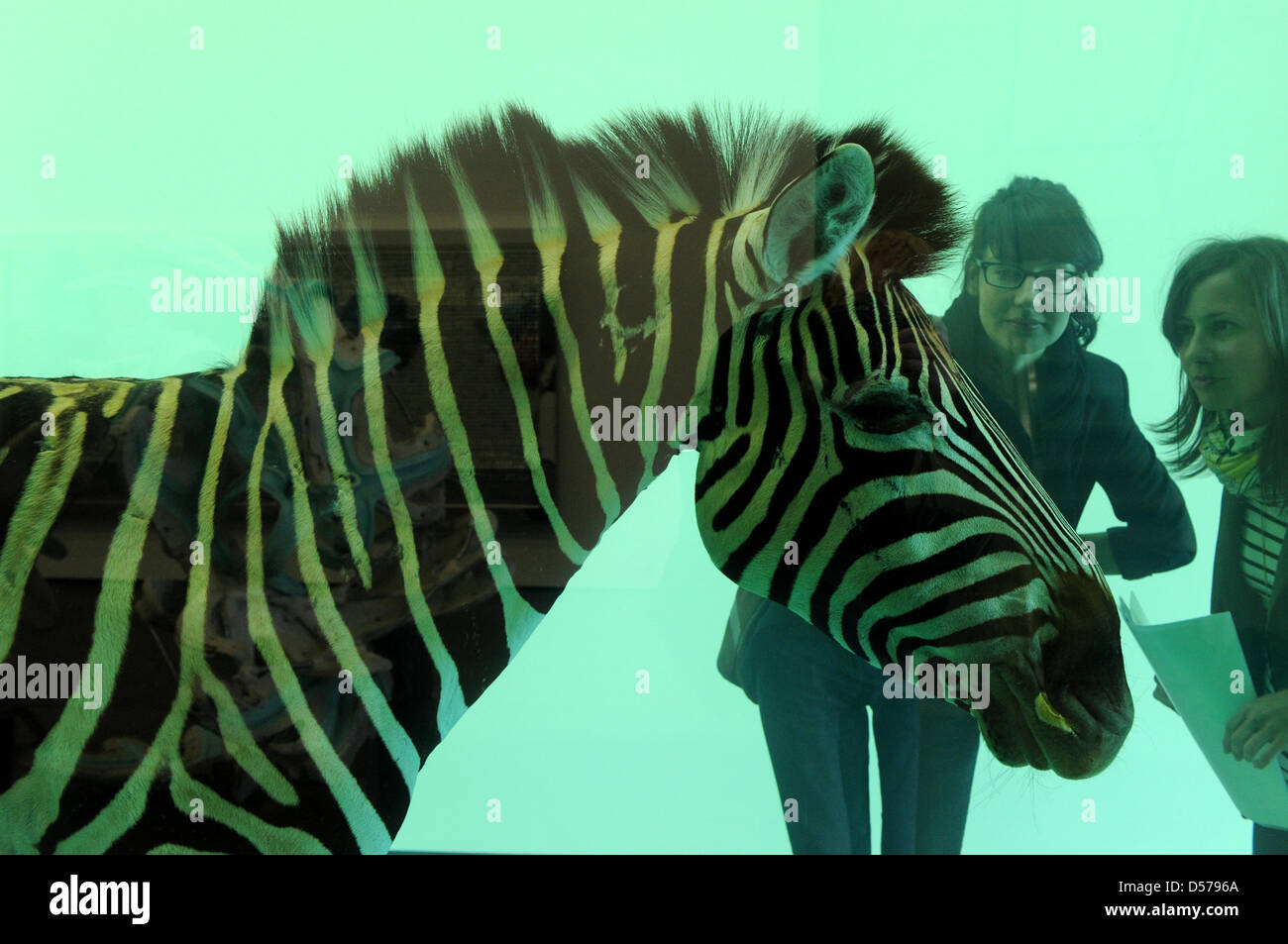 Two young women look at the artpiece ''The incredible journey'', a zebra behind glass in a formaldehyde solution, by Damien Hurst in the gallery ''Haunch of Venison'' in Berlin, Germany, 27 April 2010. The exhibit can be visited from 01 May 2010 until 14 August 2010. Photo: Soeren Stache Stock Photo