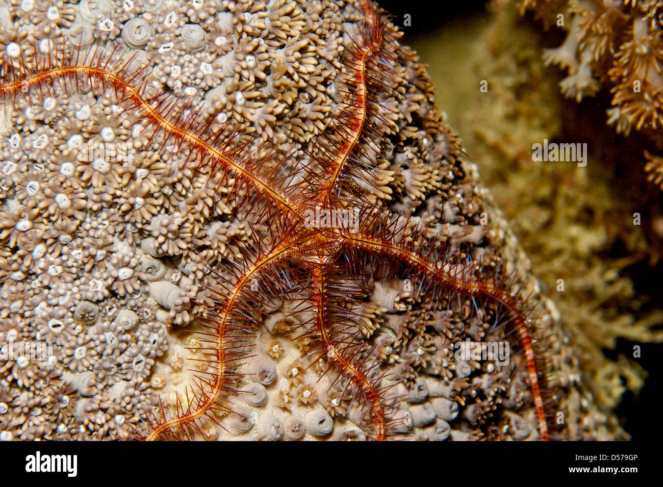 Soft coral brittle star on hard coral Stock Photo