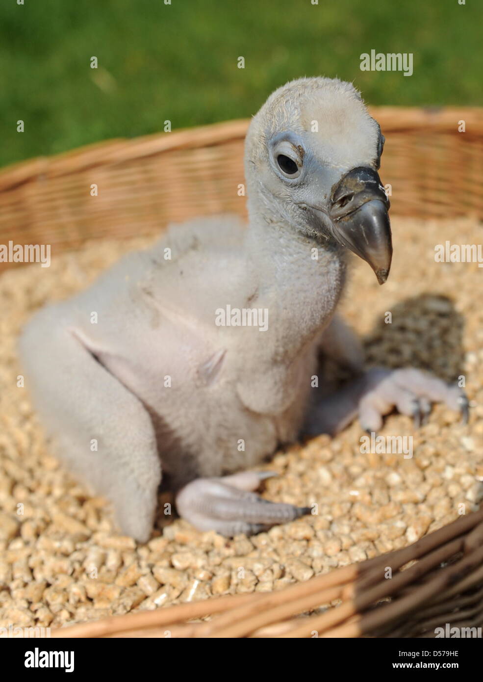 Griffon vulture chick Einstein pictured in the Erlebnis Zoo ('Experience Zoo') in Hanover, Germany, 28 April 2010. Einstein was born on 09 April 2010 and is raised by keepers. Photo: ANGELIKA WARMUTH Stock Photo