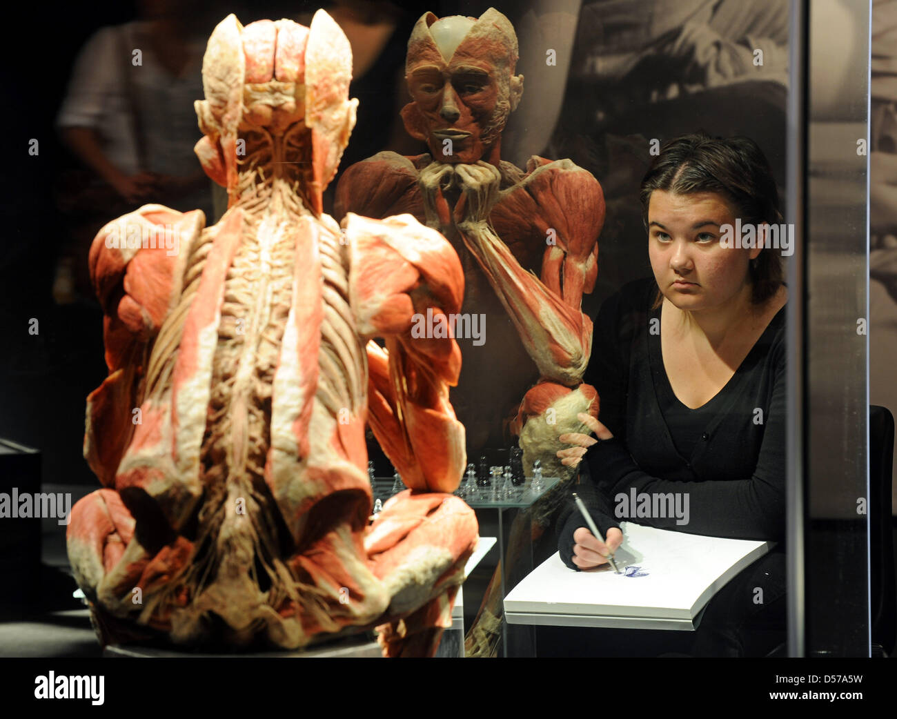 Katharina Kuepker makes a sketch of a preserved chess player in the exhibition 'Body Worlds' ('Koerperwelten') in Bremen, Germany, 29 April 2010. It seems as if the player's reflexion sits next to her. During 'Sketch Night', artists have the opportunity to 'use' the exhibits as inspiration for works of art. The exhibition 'Body Worlds' is open in Bremen until 25 May 2010. Photo: In Stock Photo