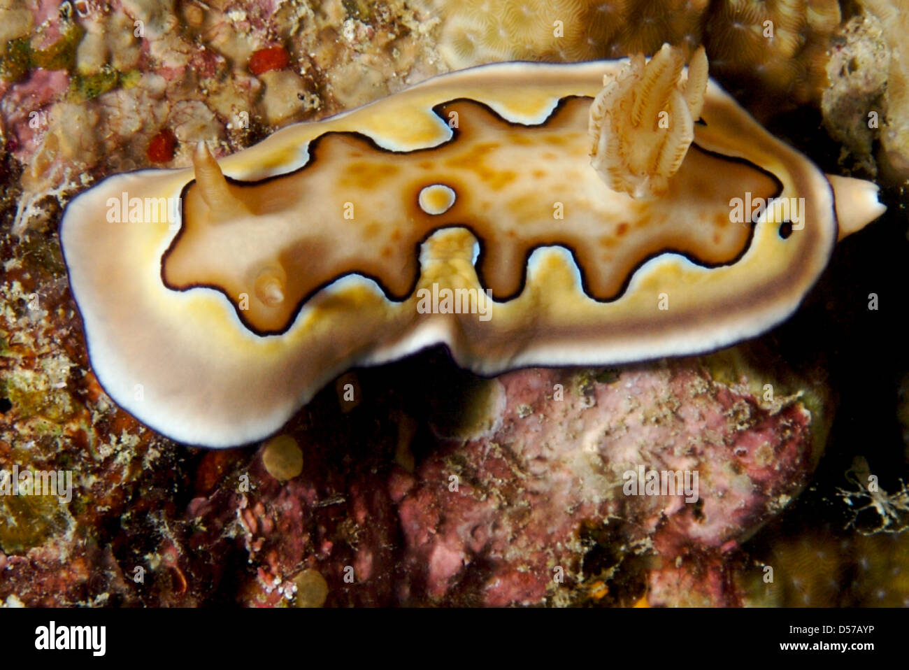 Chromodoris coi Nudibranch on reef Stock Photo