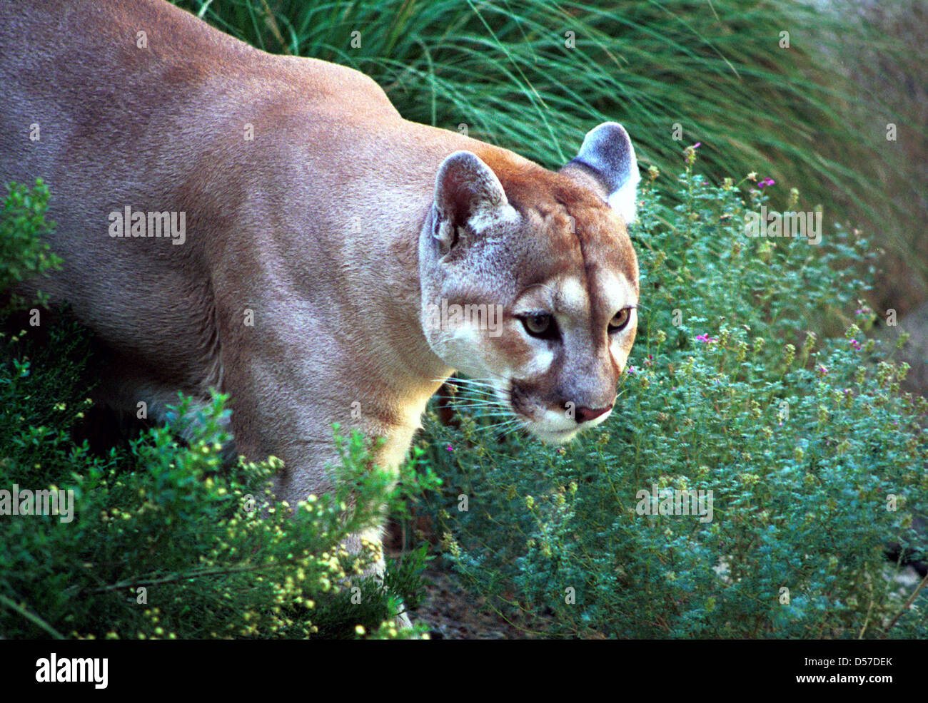 Cougar or Mountain lion, panther, catamount is a large cat of family