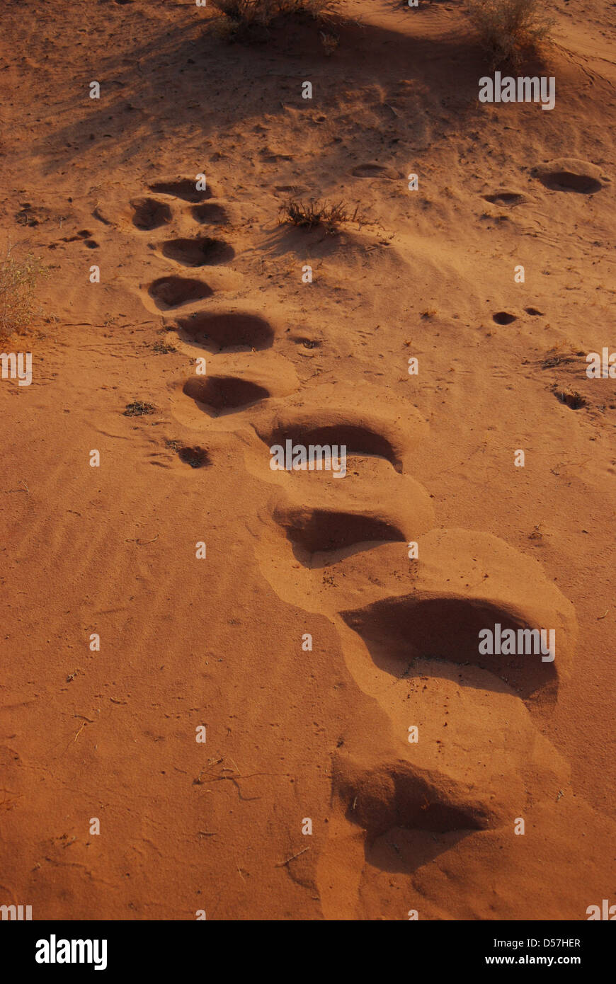 Footprints in Desert Sand Stock Photo Alamy