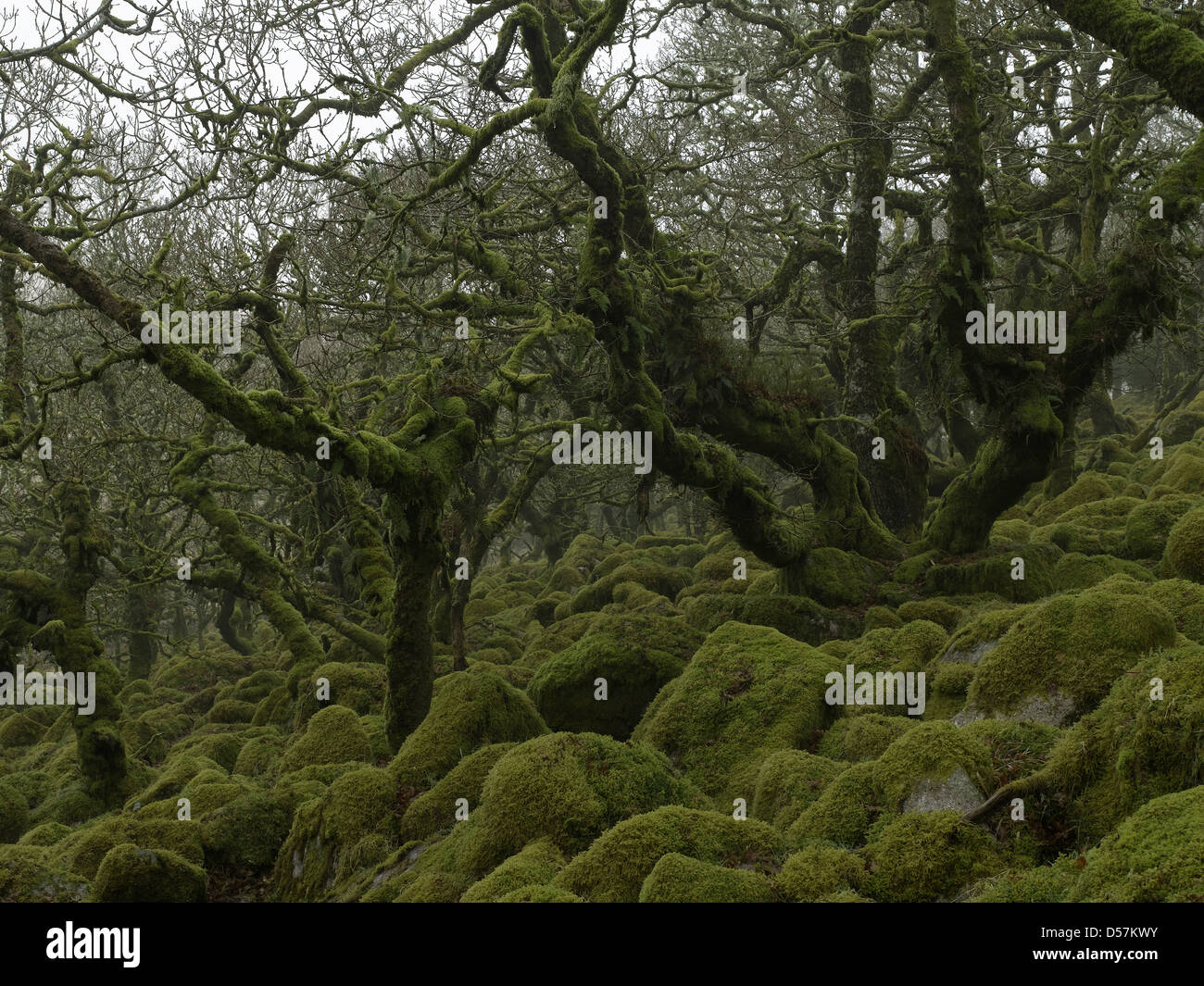 Wistmans Wood, Dartmoor, Devon, UK Stock Photo
