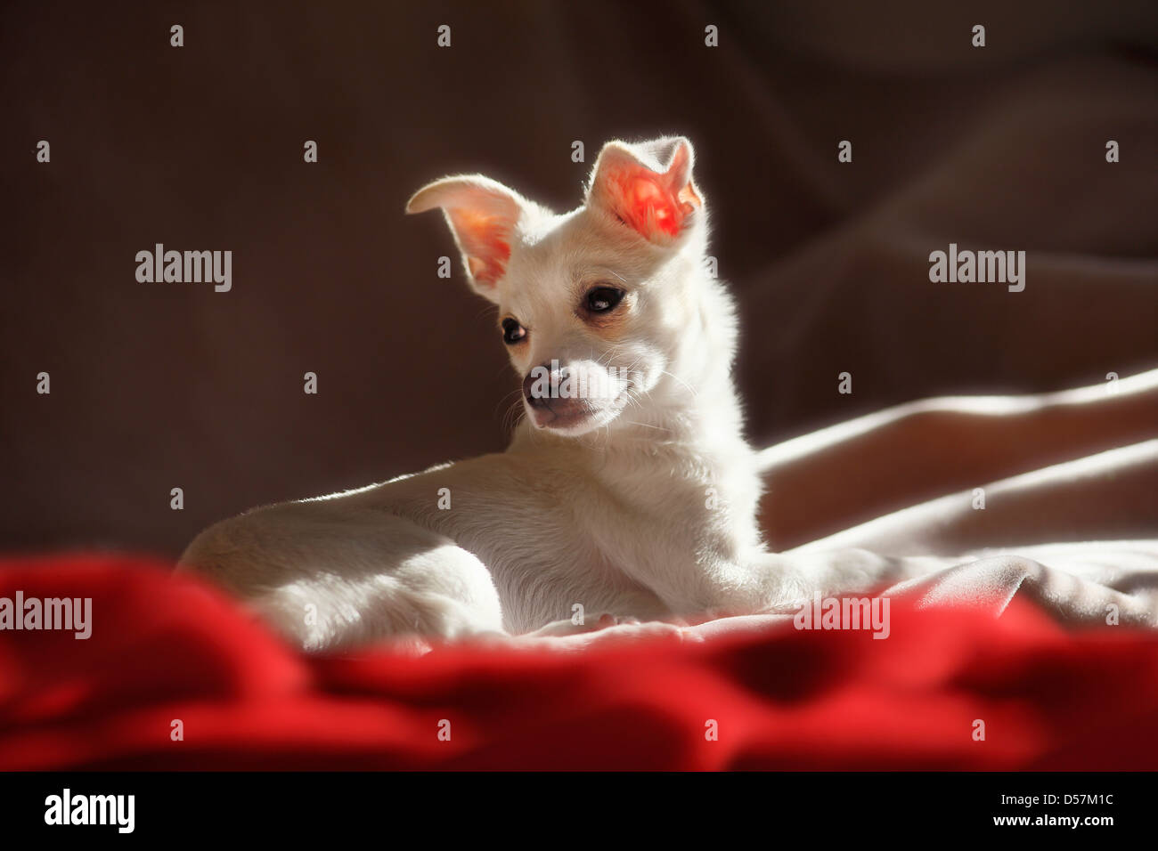 Chihuahua puppy Stock Photo