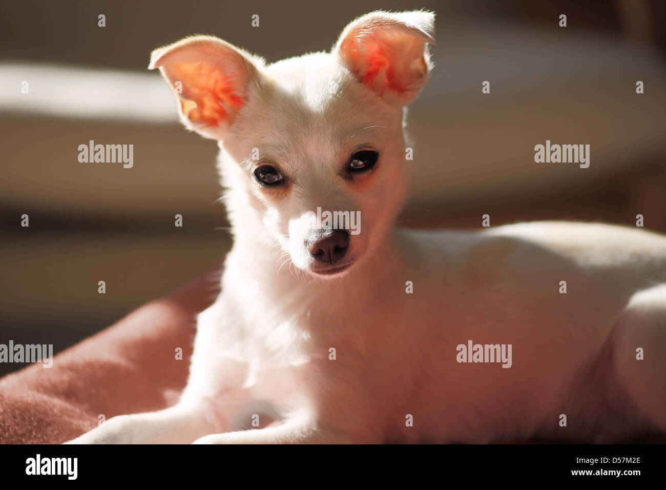 Chihuahua puppy Stock Photo