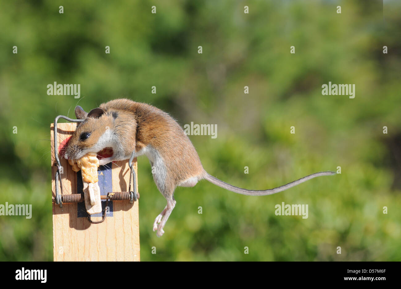 Green Humane Mousetrap Captured Field Mouse Stock Photo by ©steveheap  624280852