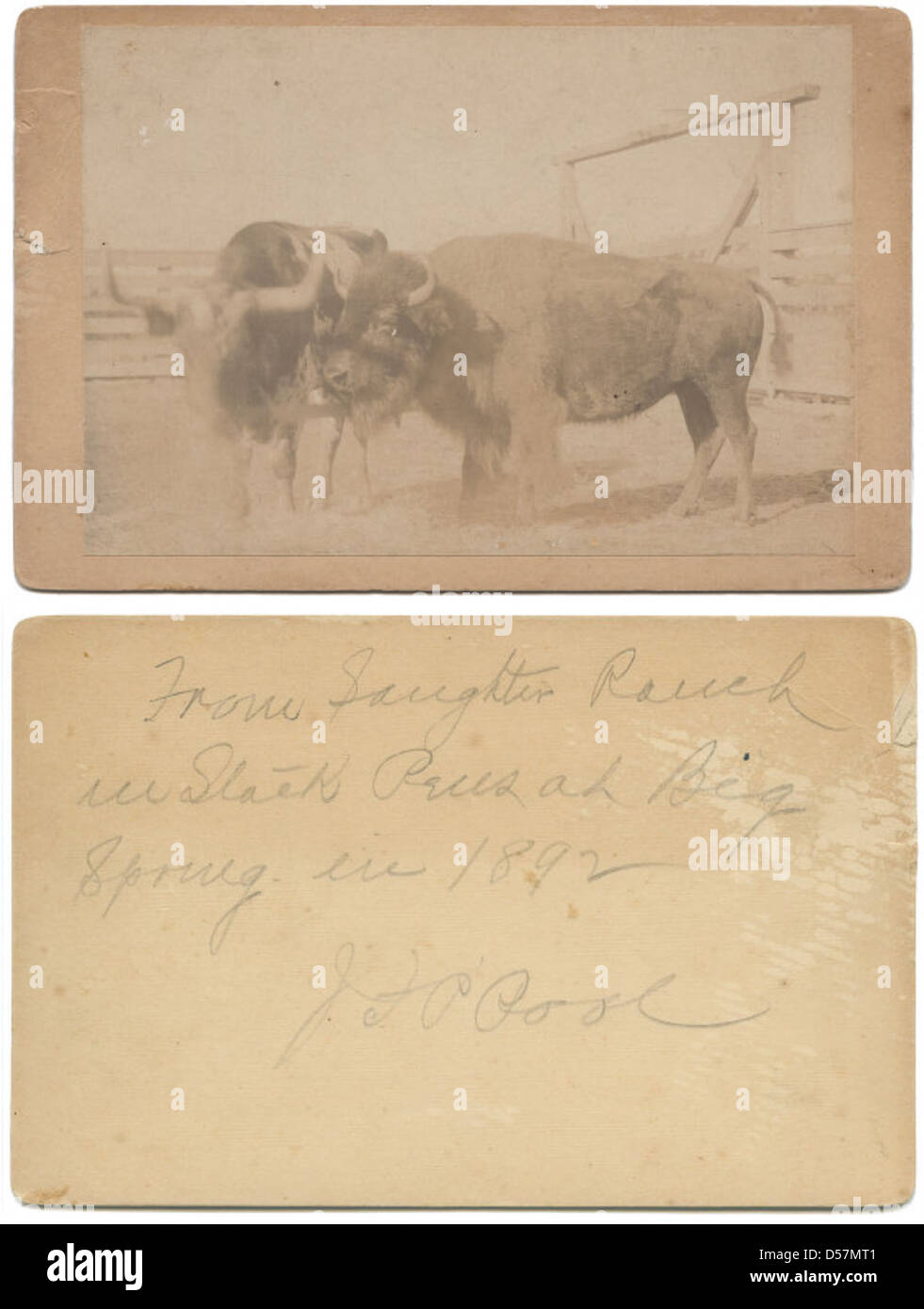 From Saughter Ranch in stock pens at Big Spring in 1892 Stock Photo