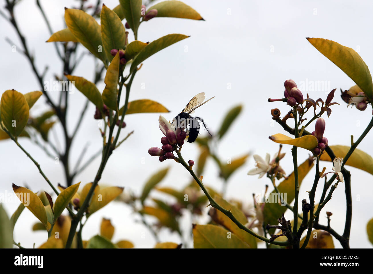 A large black bee on an Avocado flower in a fruit orchard in Cotacachi