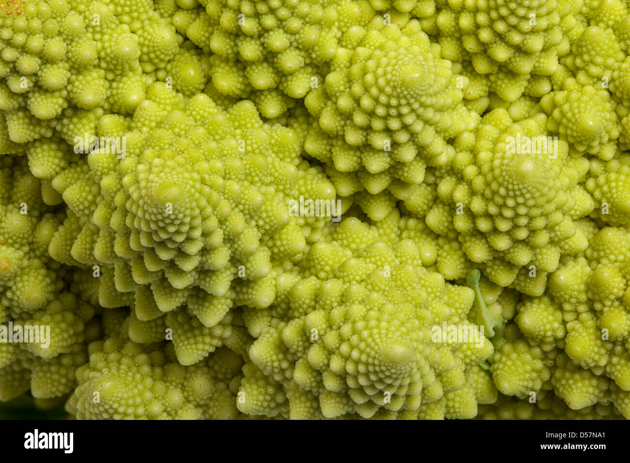 Romanesco, close-up of florets, an example of natural fractals. Stock Photo