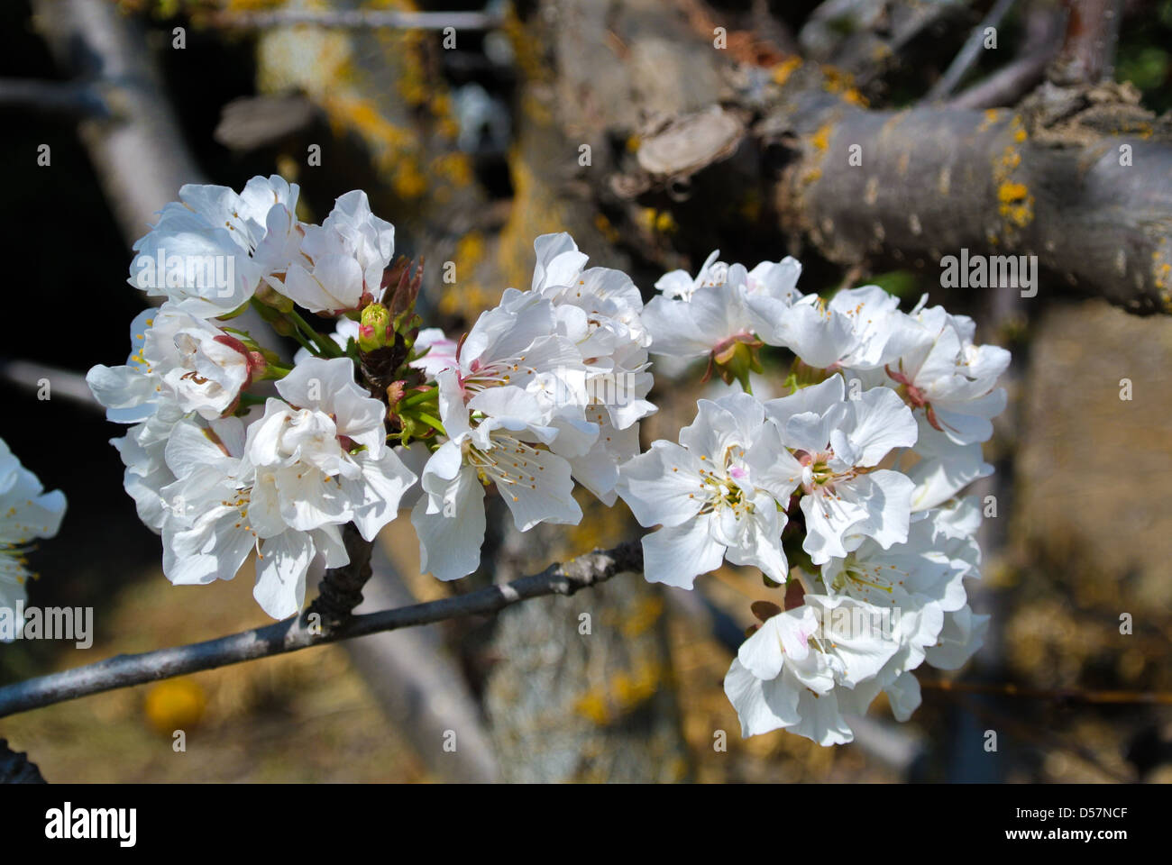 Cherry bloom tree hi-res stock photography and images - Alamy