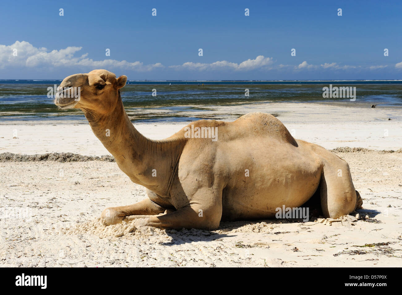 Camel rides on the beach at Mombasa, Kenya, East Africa Stock Photo