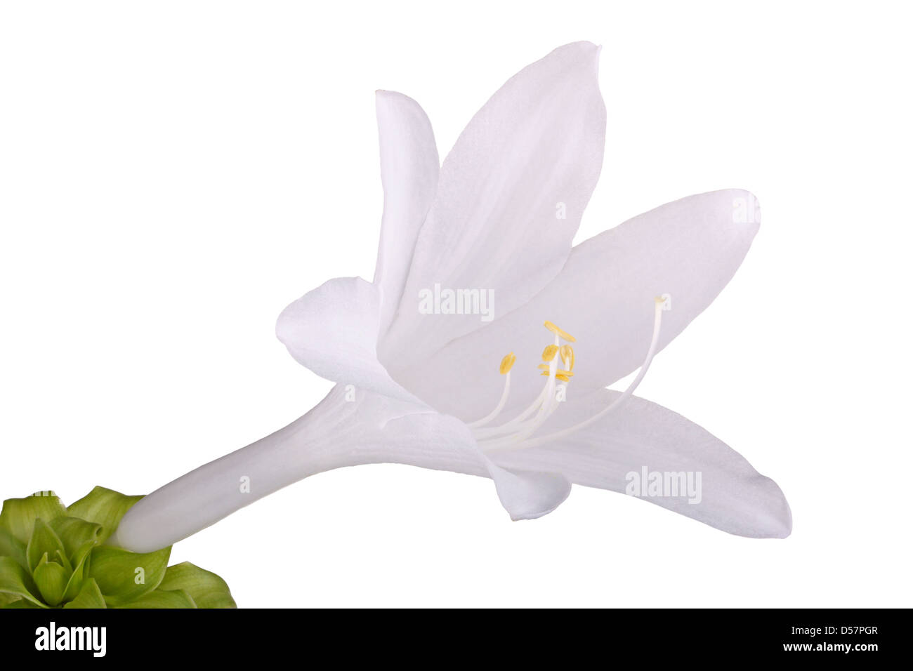 Single open flower of the fragrant, august-flowering Hosta plantaginea isolated against a white background Stock Photo
