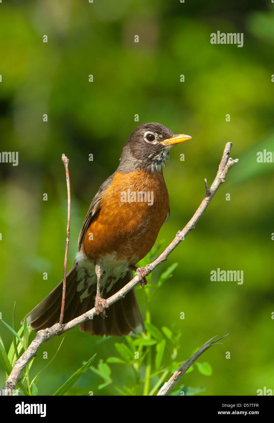 American robin,North American Robin, Turdus migratorius Stock Photo