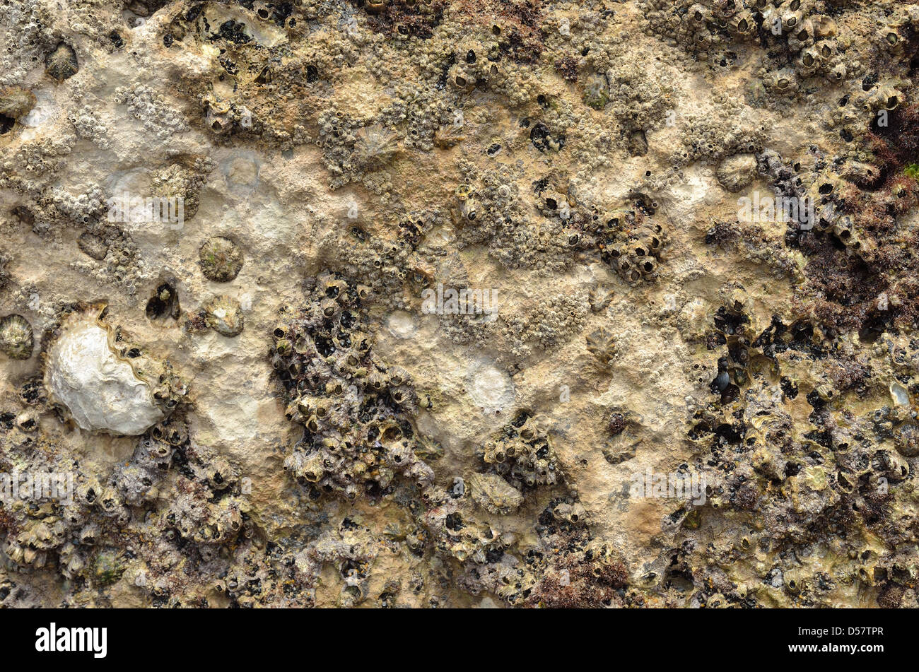Spongy stone background of the sea floor Stock Photo