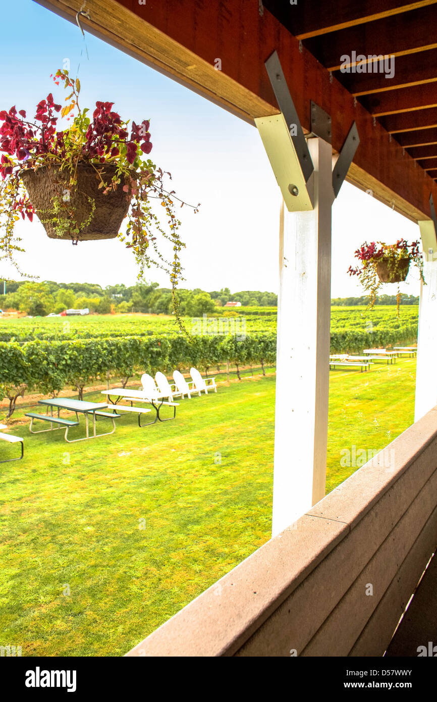 At a Vineyard Stock Photo - Alamy