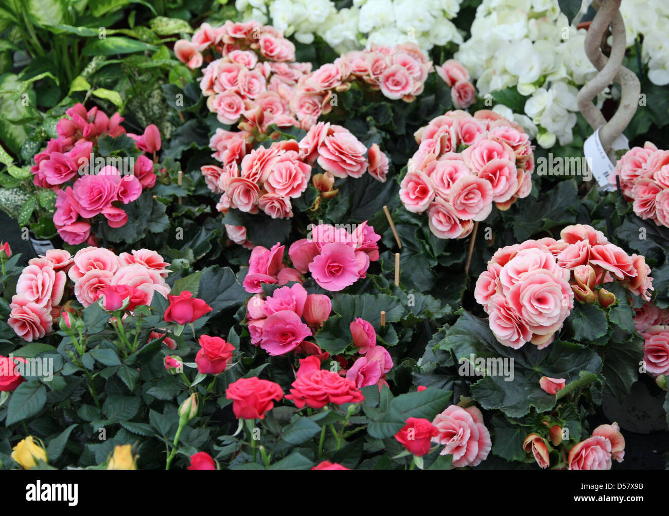 Rose corolla hires stock photography and images Alamy