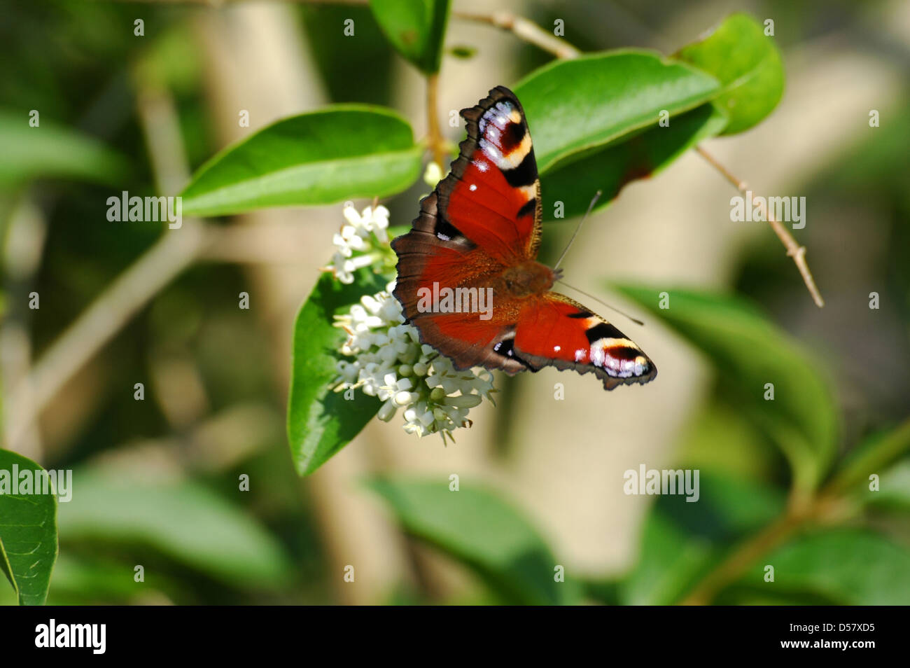 Butterfly on leaves and a flower. Aglais io. Dagpauwoog. Stock Photo