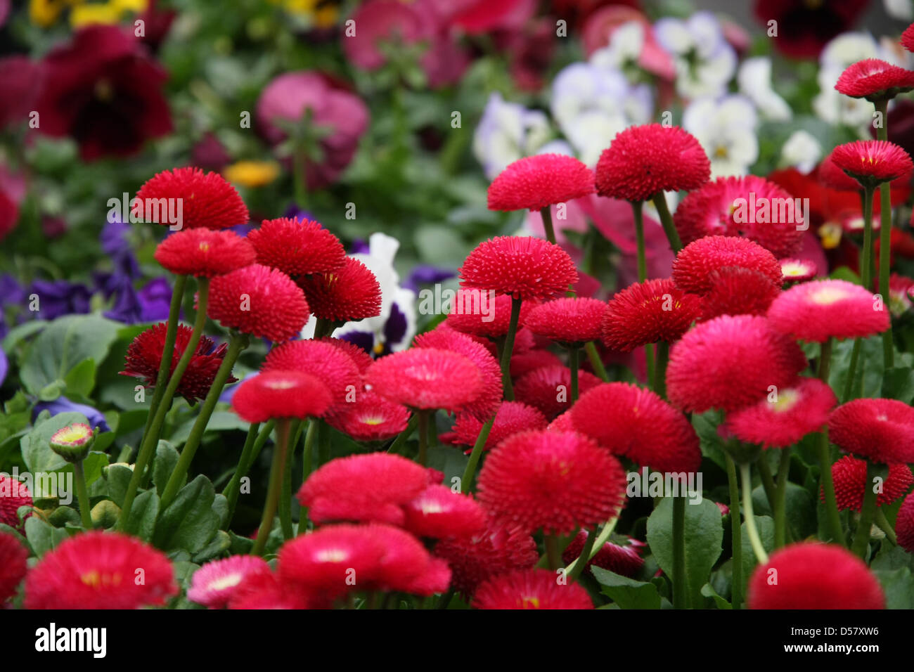 potted flowers with petals multicolor for sale in a greenhouse of a