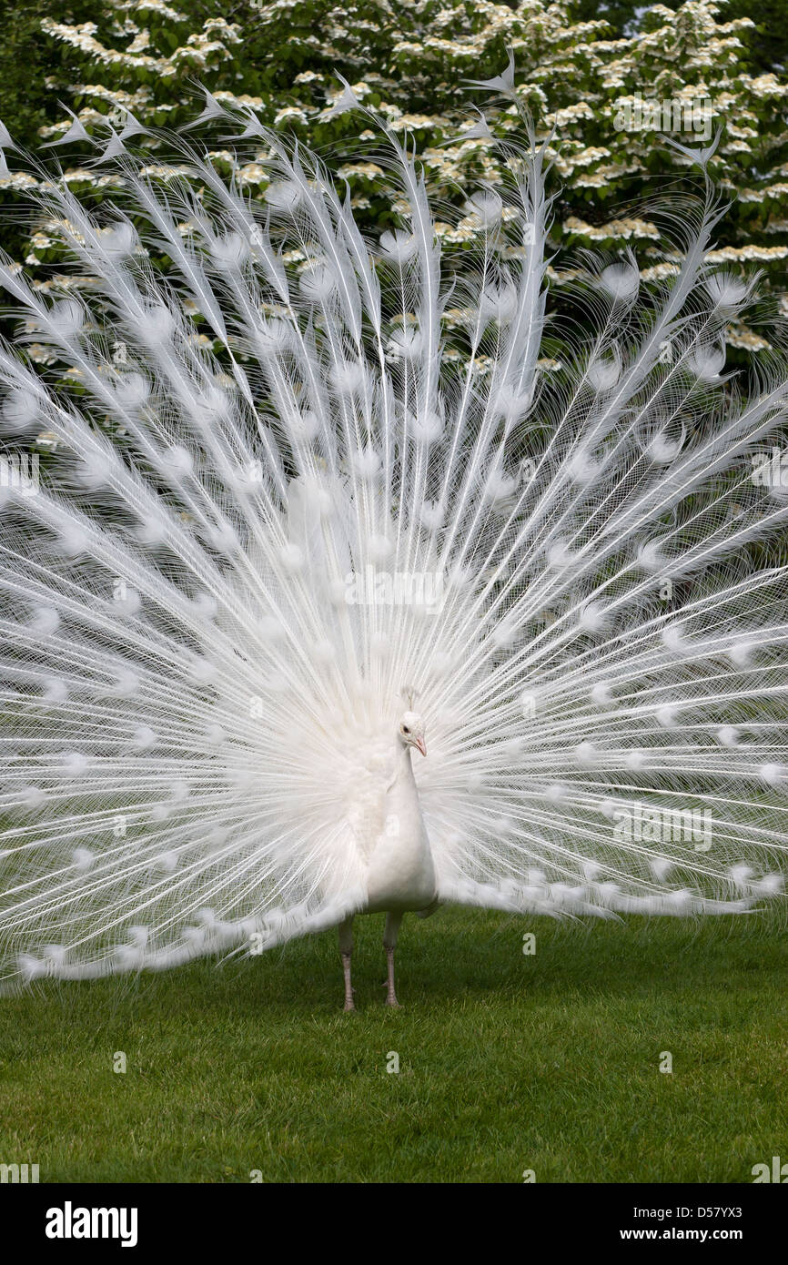 Isola bella gardens white peacock hi-res stock photography and images ...