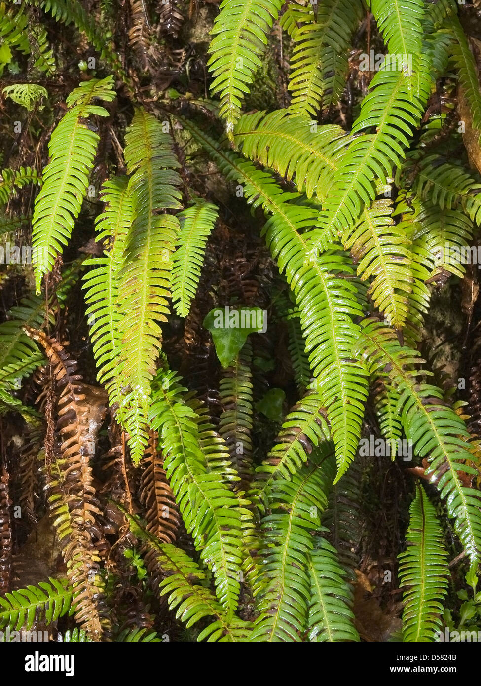 Ferns Background High Resolution Stock Photography and Images - Alamy
