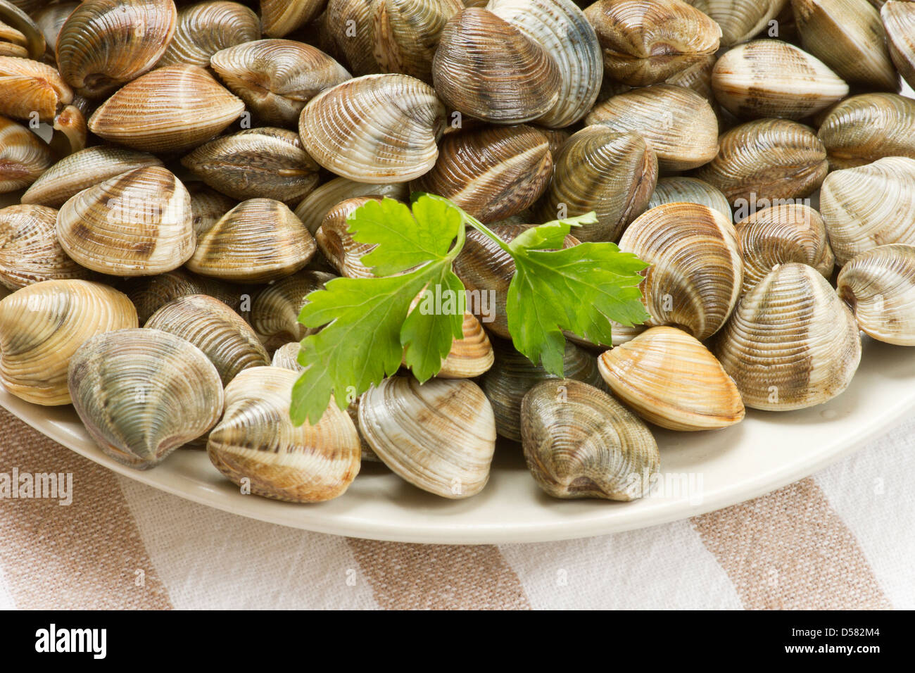 Clams, Clams Close-up Stock Photo