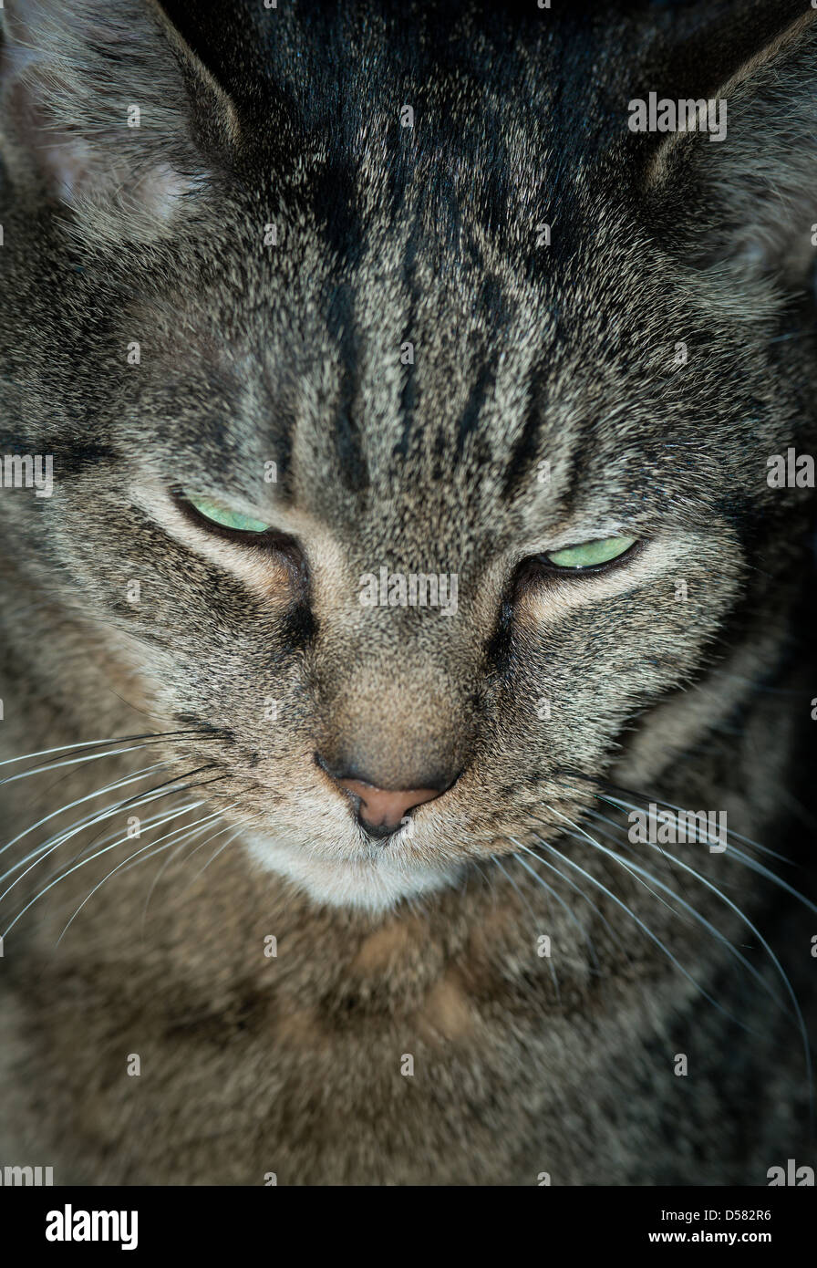 .Serious tabby cat portrait Stock Photo