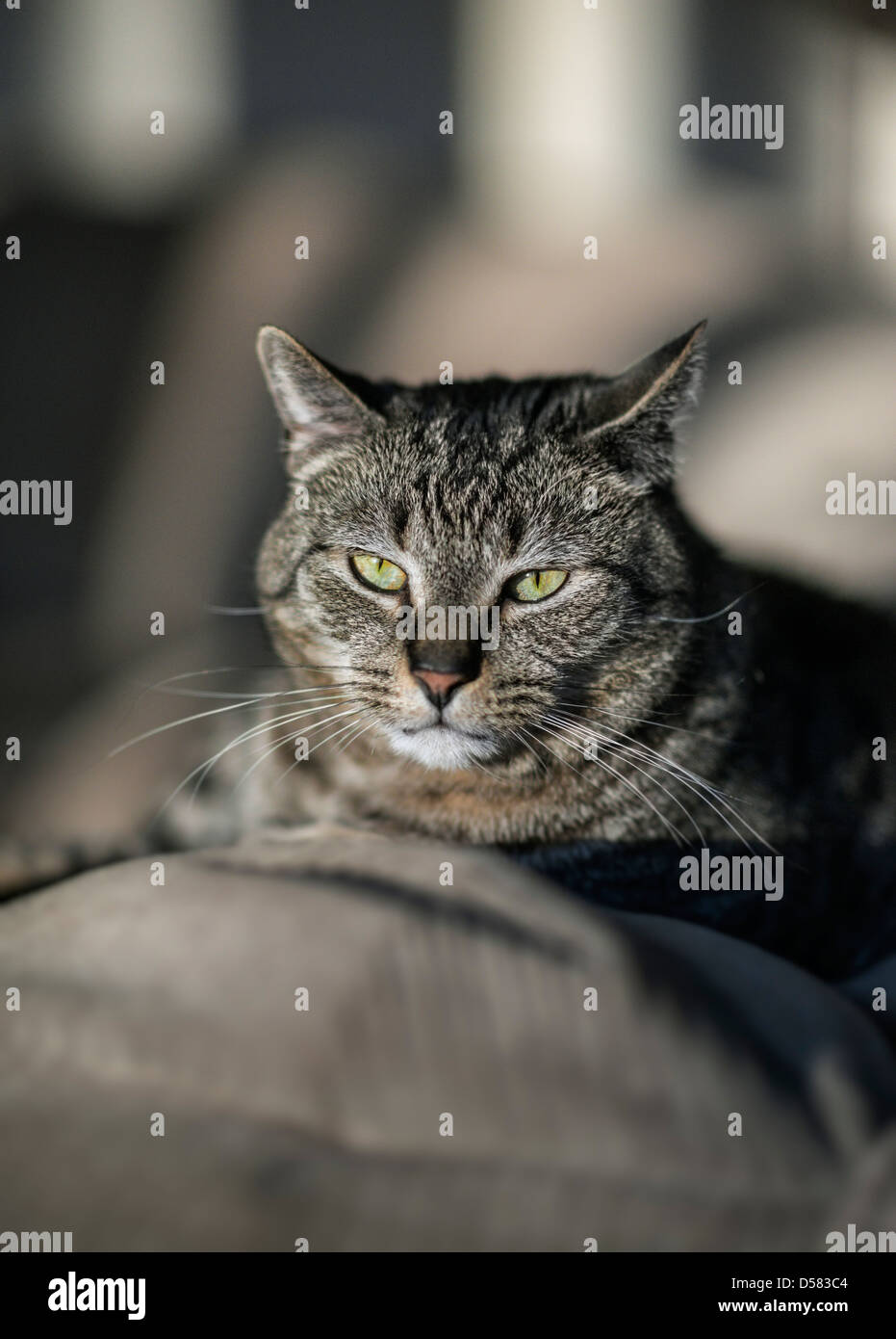 Tabby cat portrait. Stock Photo
