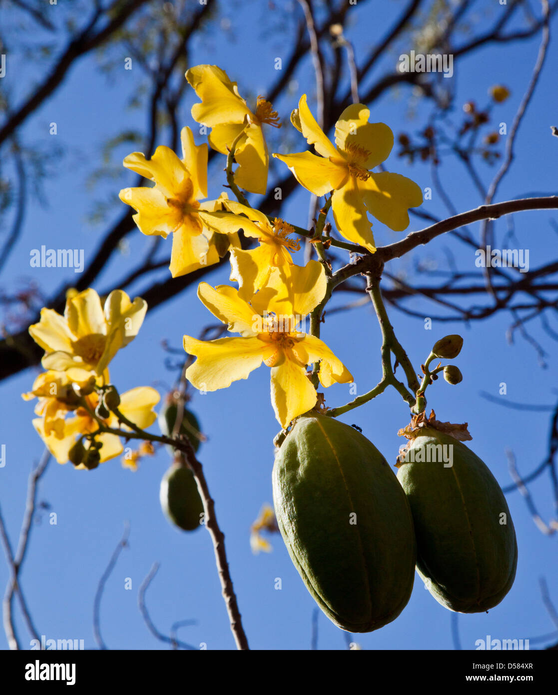 Australia, Western Australia, Kununurra, flowering Kapok bush with seed pods, Cochlospermum fraseri, also known as Yellow Kapok Stock Photo
