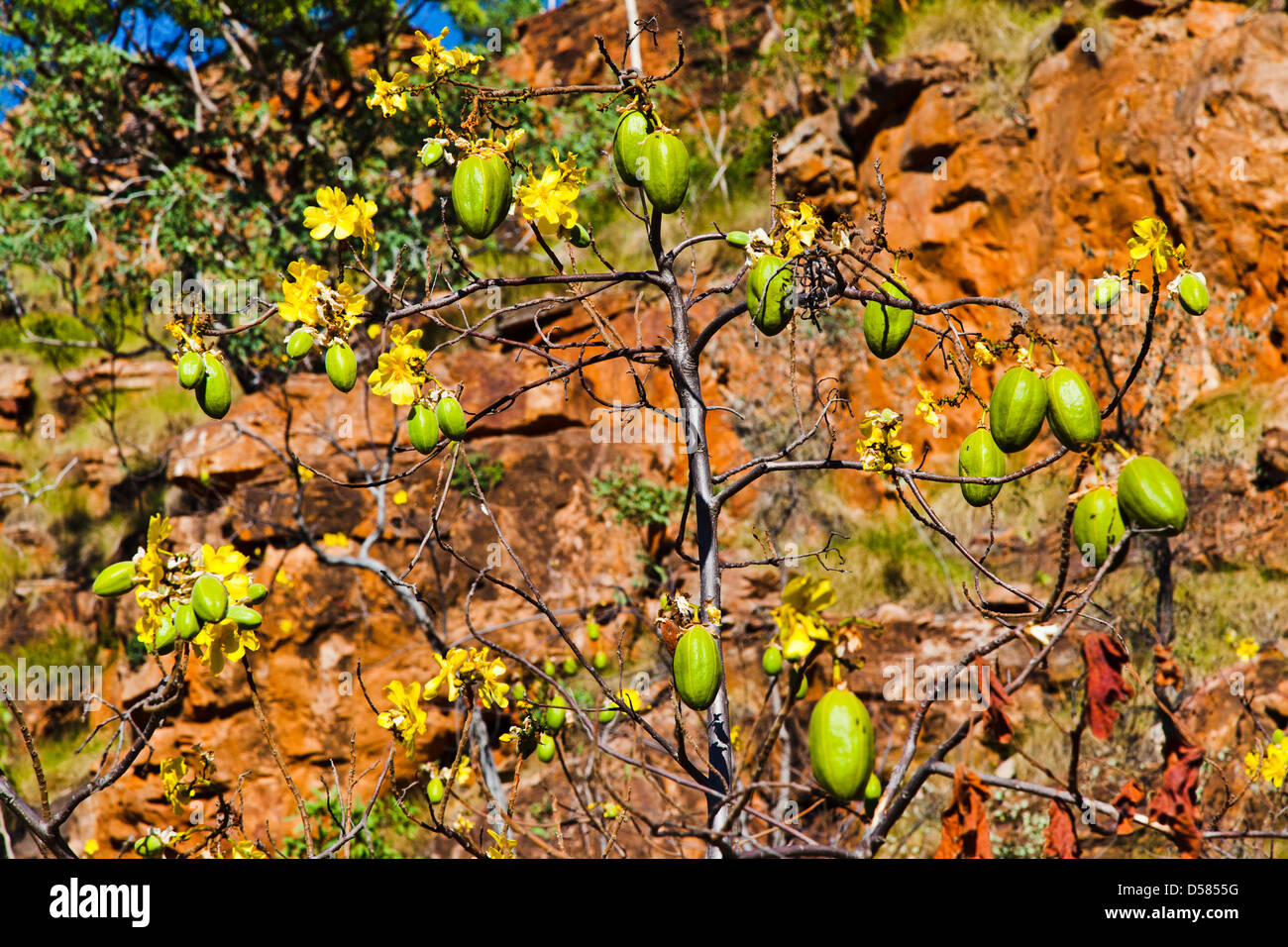 Australia, Western Australia, Kununurra, flowering Kapok bush with seed pods, at Mirima Hidden Valley National Park Stock Photo