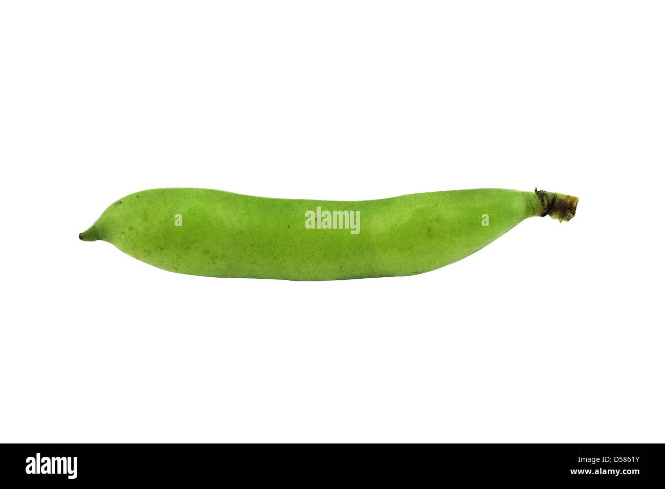 broad bean pods and beans on white background . Stock Photo