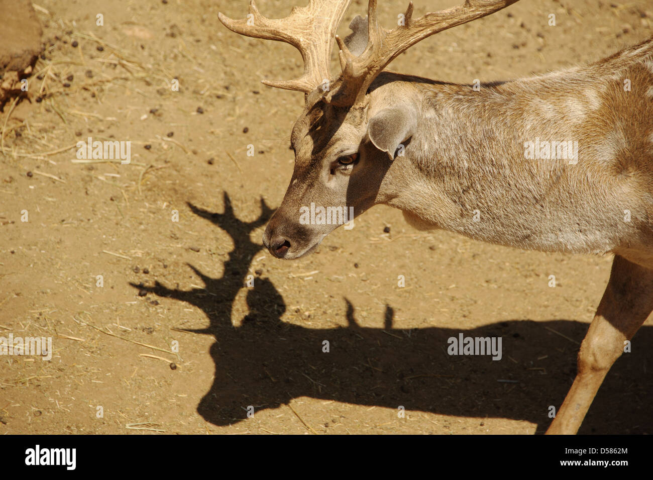 ibex mountain goat Stock Photo - Alamy