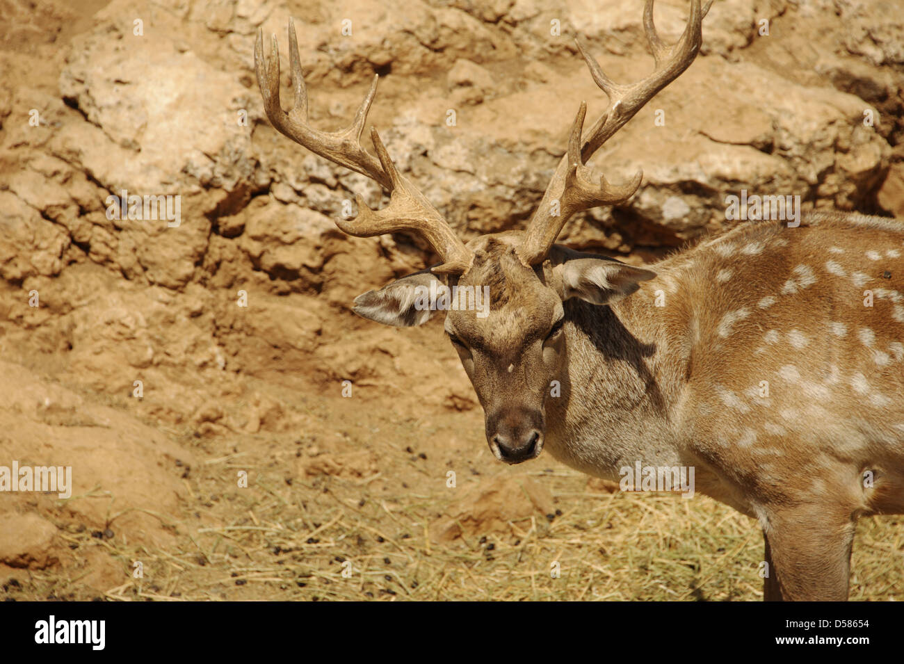 ibex mountain goat Stock Photo - Alamy