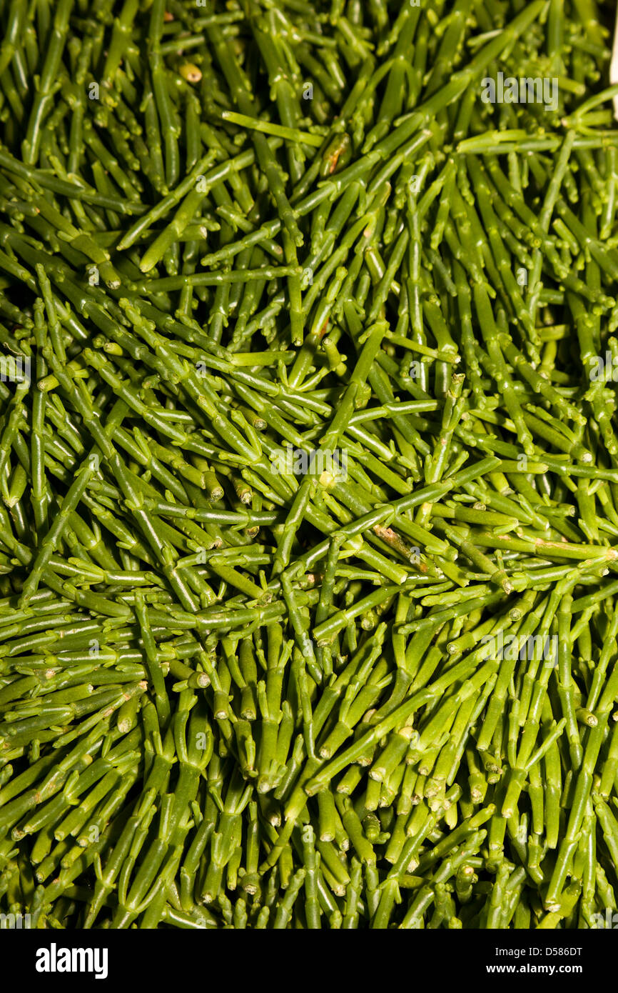 Samphire grass or glasswort Salicornia fruticosa on sale in market, St Helier, Jersey, Channel Islands, UK Stock Photo