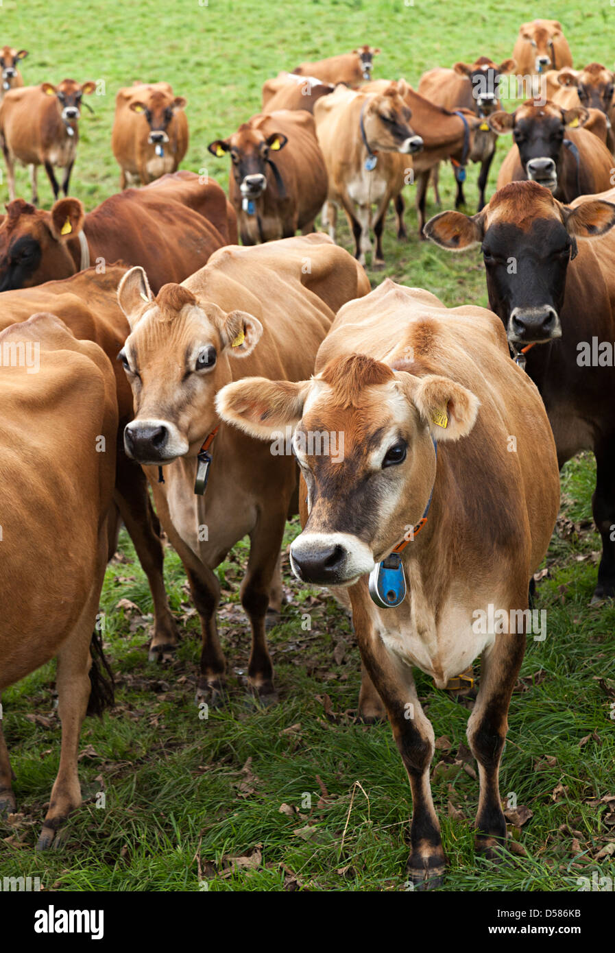 Herd of Jersey cows with collar, number and tag, Jersey, Channel Islands, UK Stock Photo Alamy