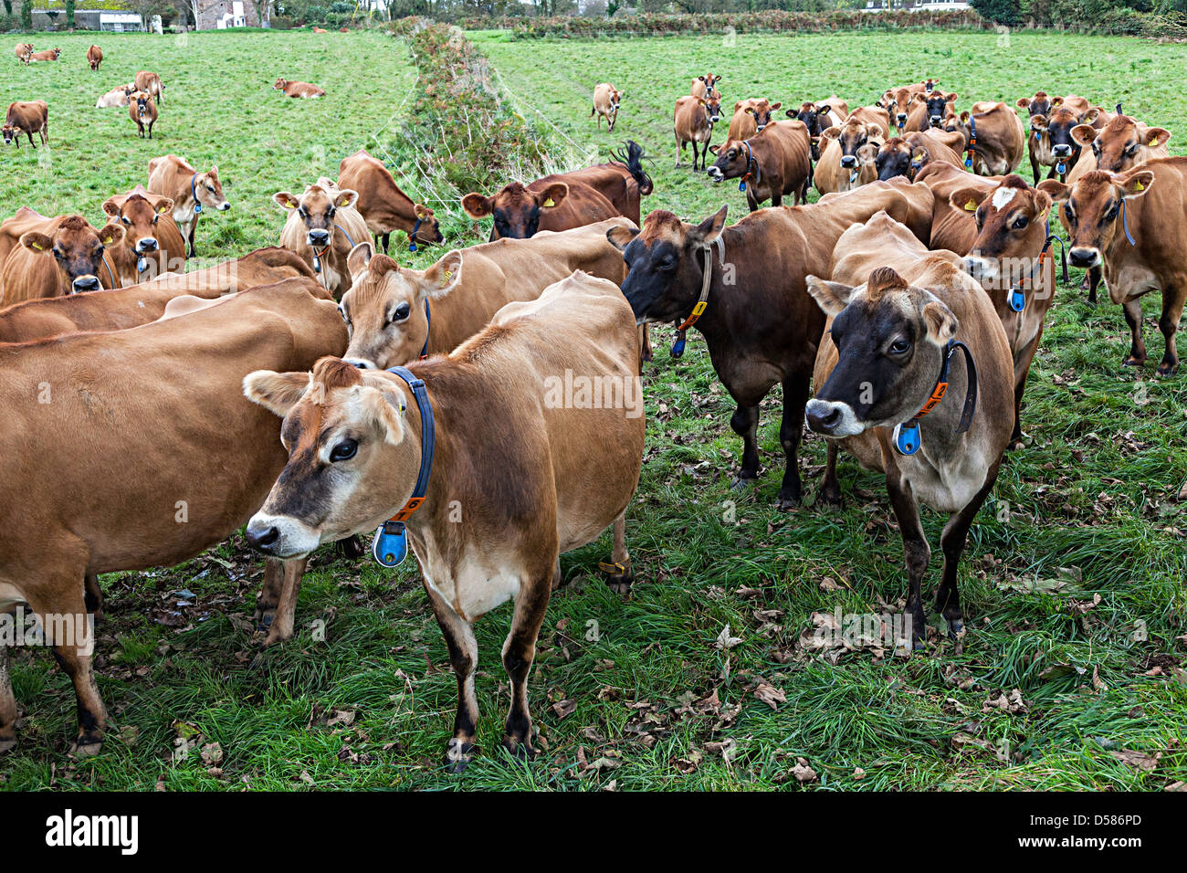 Herd of Jersey cows with collar, number and tag, Jersey, Channel Islands, UK Stock Photo