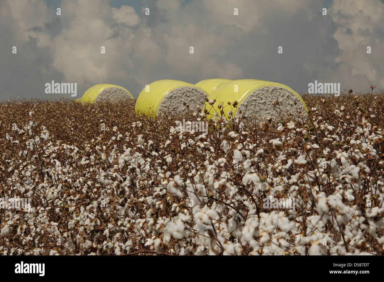 cotton agriculture field Stock Photo