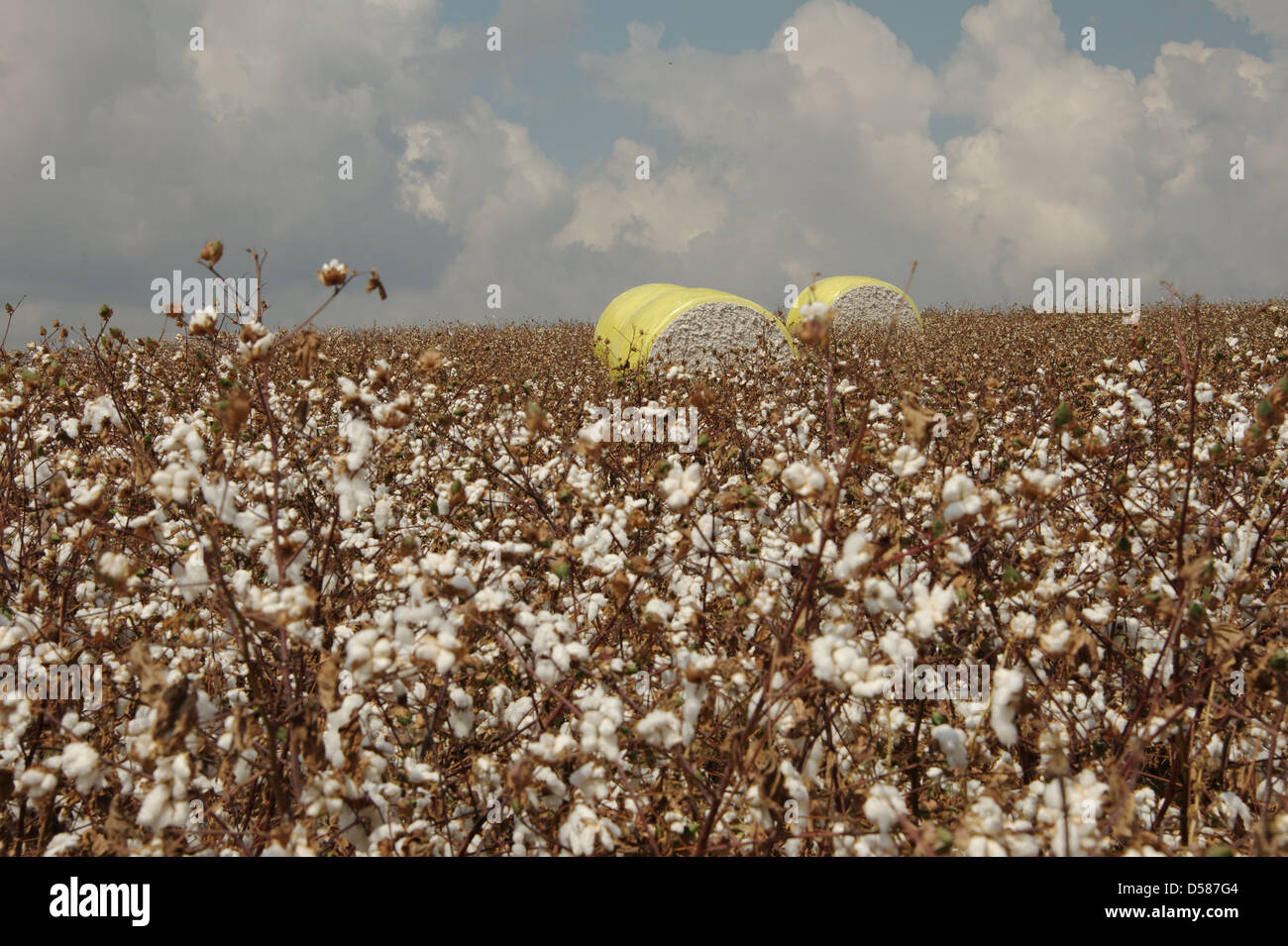 cotton agriculture field Stock Photo Alamy