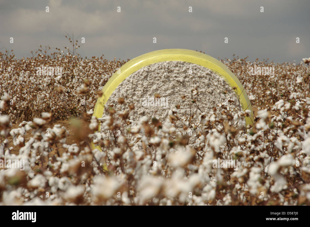 Cotton harvest hi-res stock photography and images - Alamy